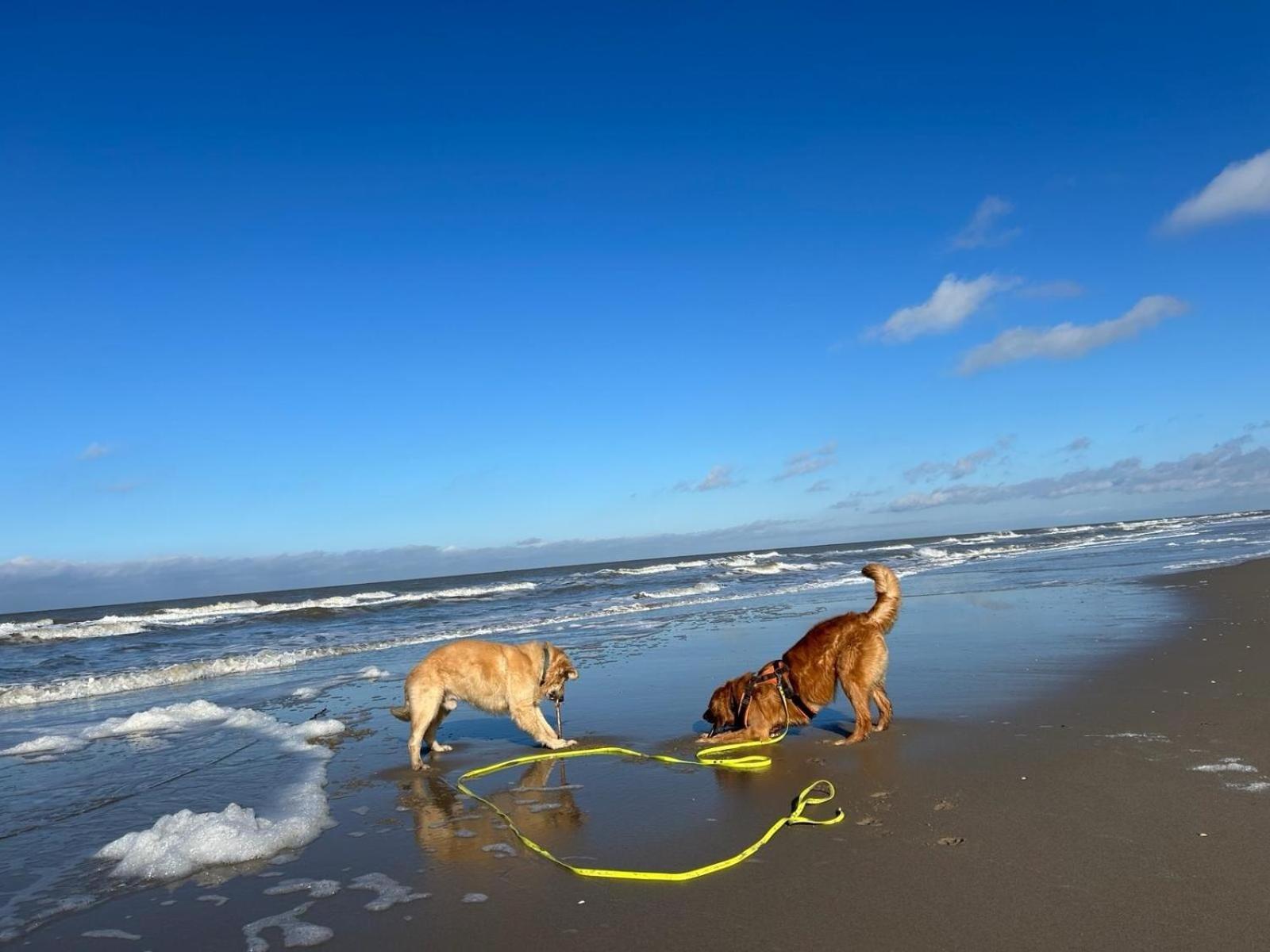 N 9Strandnahes, Hunde-Familienfreundliches Ferienhaus Callantsoog Extérieur photo